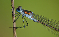 Common Spreadwing (Male, Lestes sponsa)